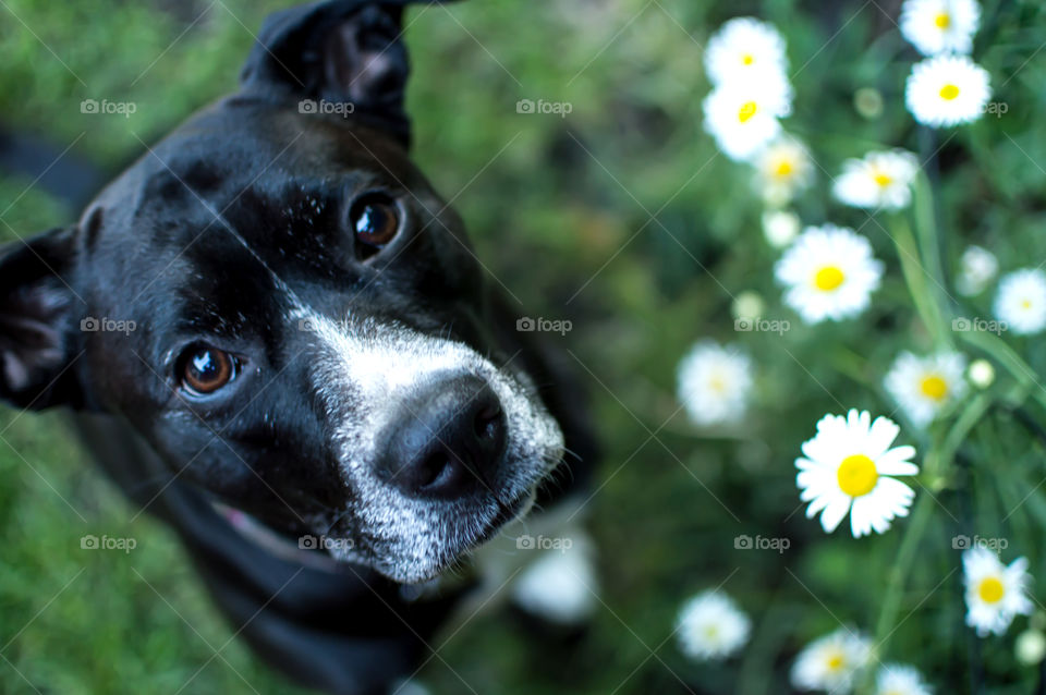 Cute Black and white puppy dog sitting down next to Daisy flowers looking up waiting for treats dog obedience training pet portrait photography art background 