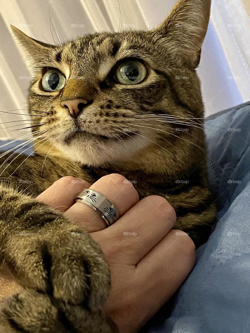 A cat and a hand wearing a spinner ring