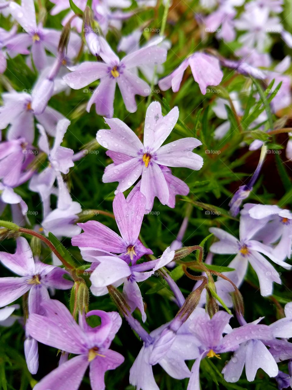 Flowers in the spring