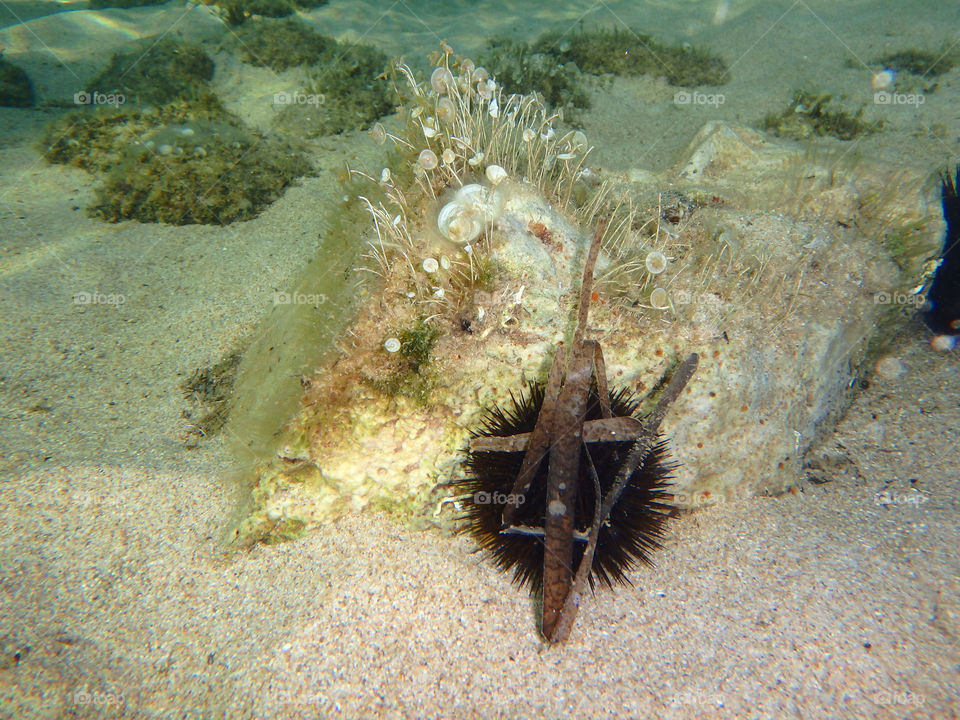 sea urchin. sea urchin at the bottom of the sea