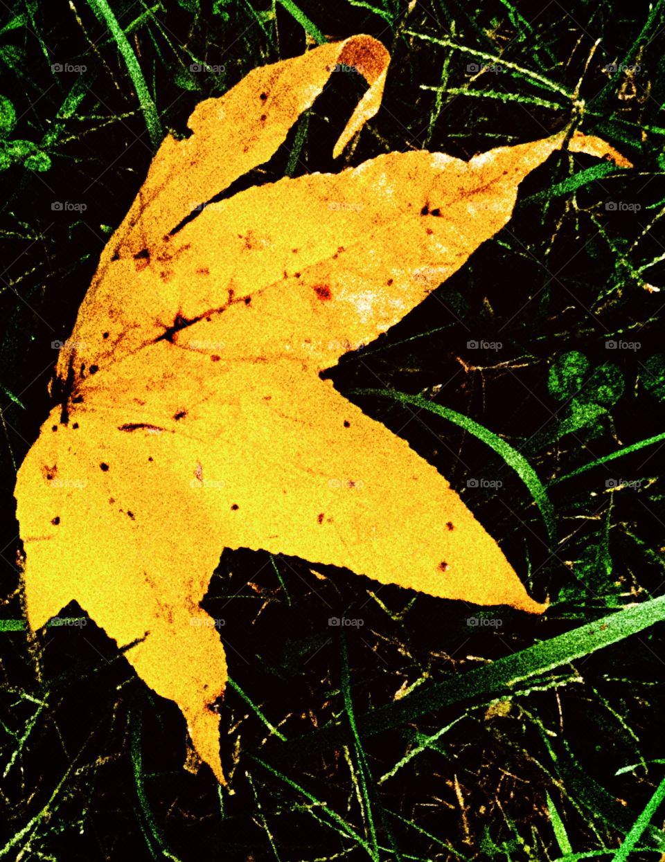 One single fallen yellow leaf