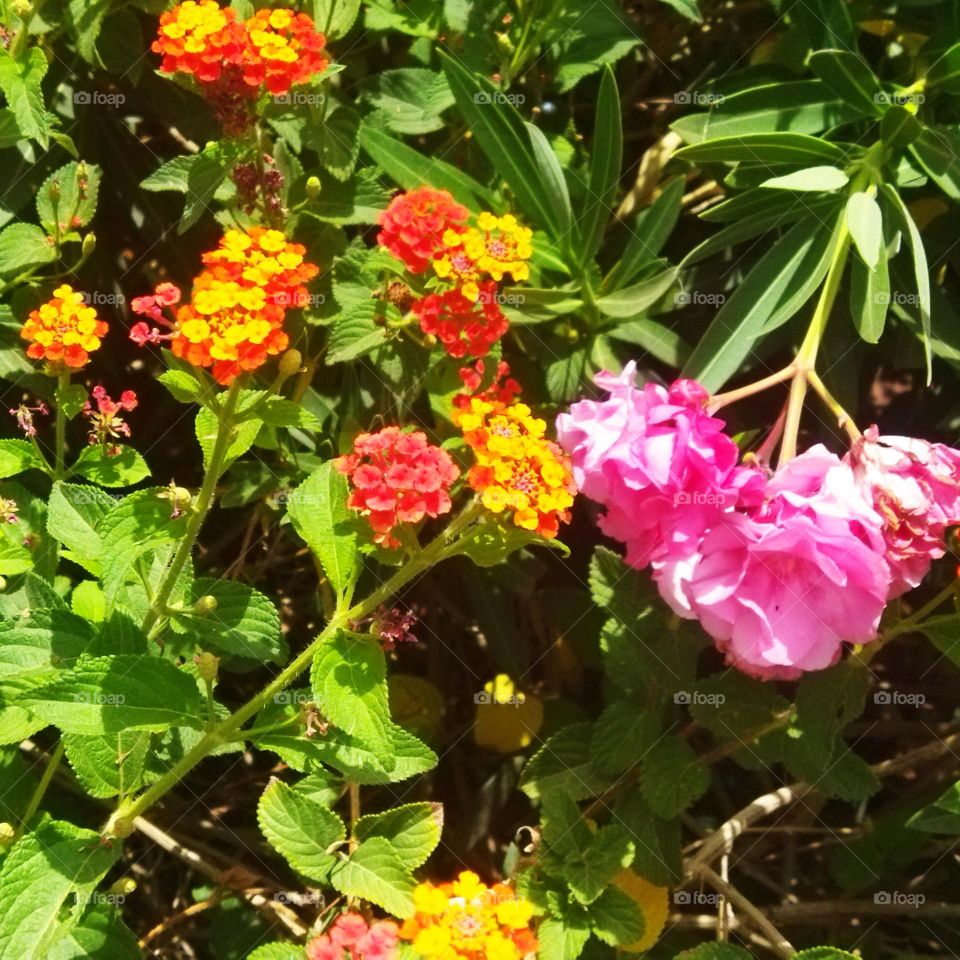 Multicolor flowers