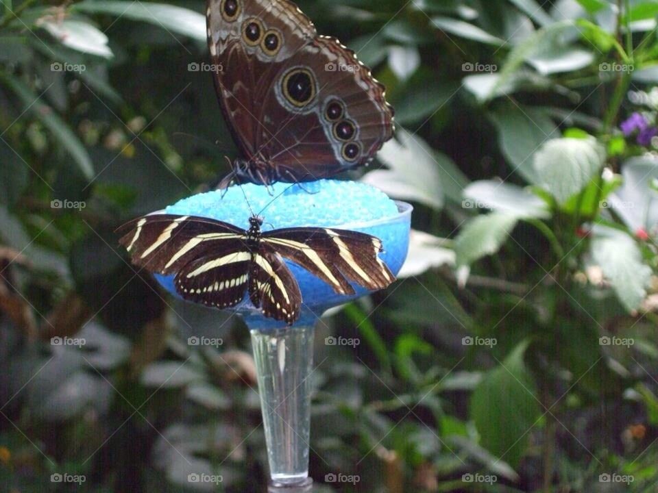 Snack time for butterflies