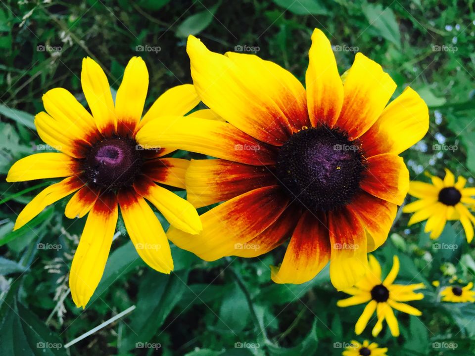 Summer Sunflowers
