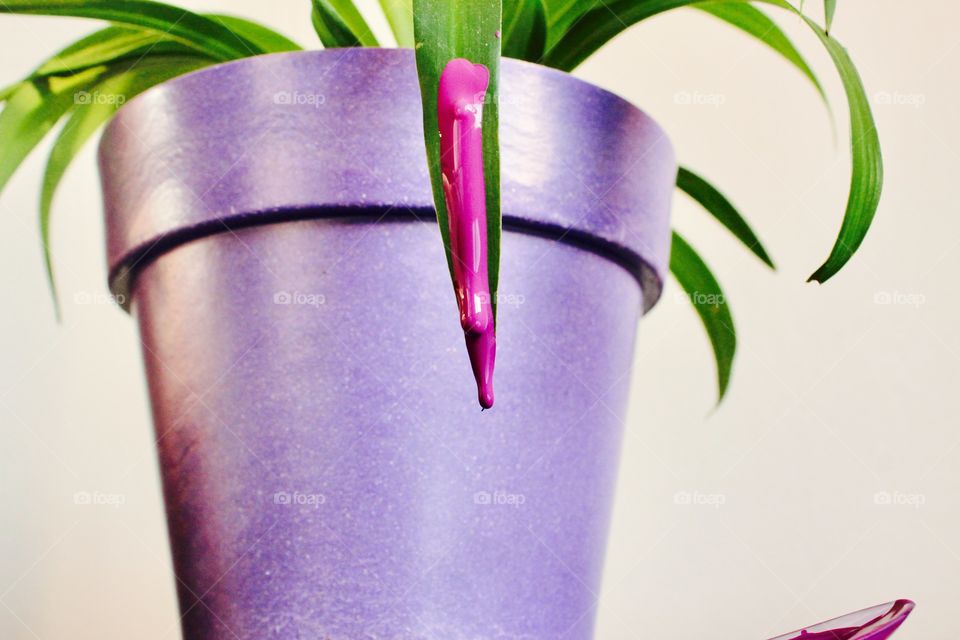 Close-up of potted plant