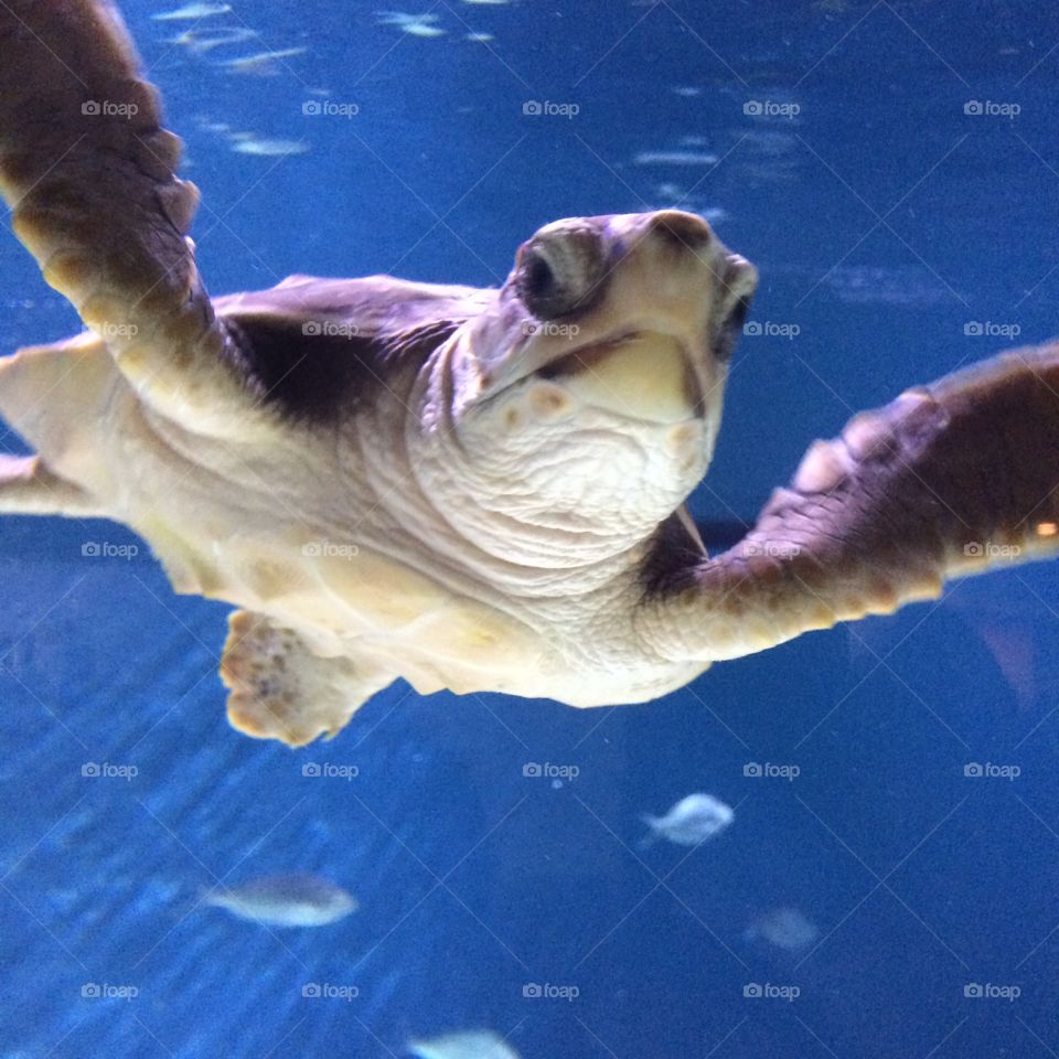 Small turtle . Picture of a small turtle taken in the Monterey Bay Aquarium, CA