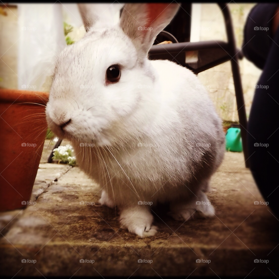 rabbit bunny by andrewjm88