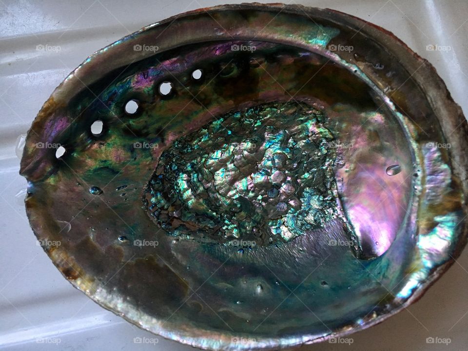 Abalone shell 🐚 