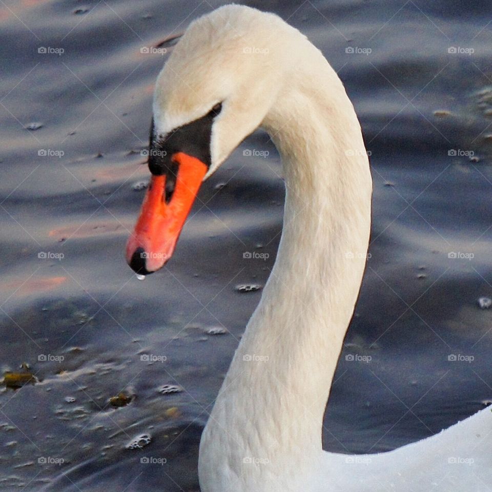 swan