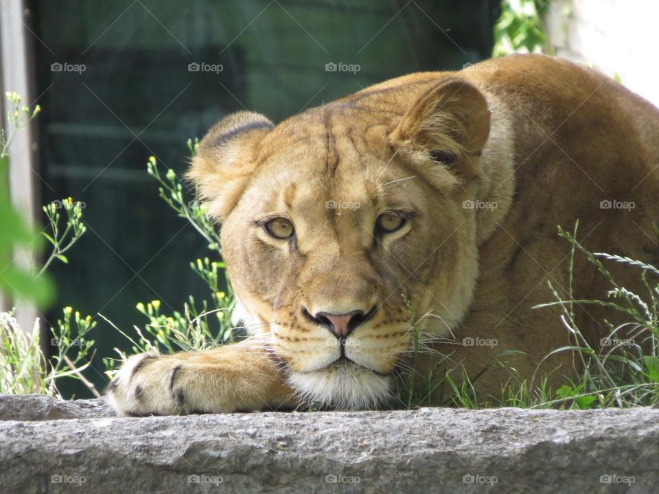 Road Trip To The Buffalo Zoo 