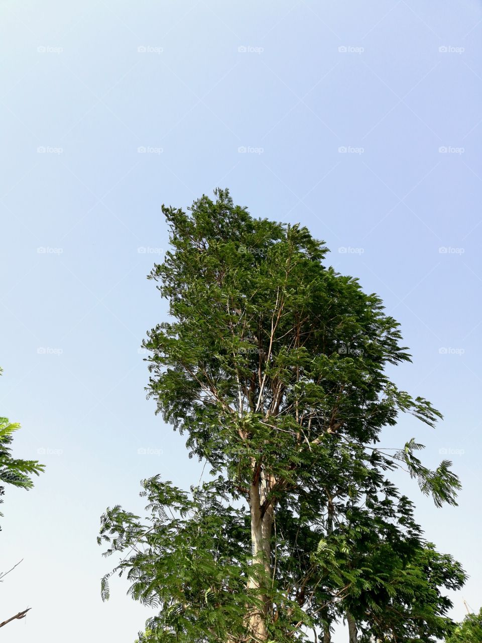 tree