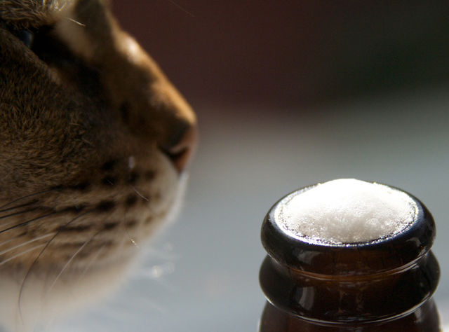 cat beer by olijohnson