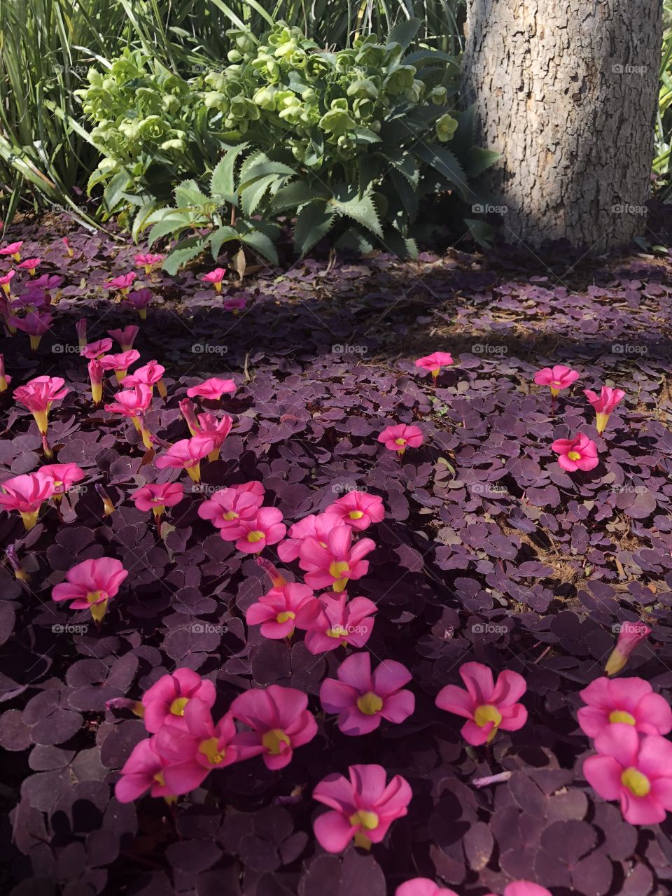 Pink flower carpet with clovers