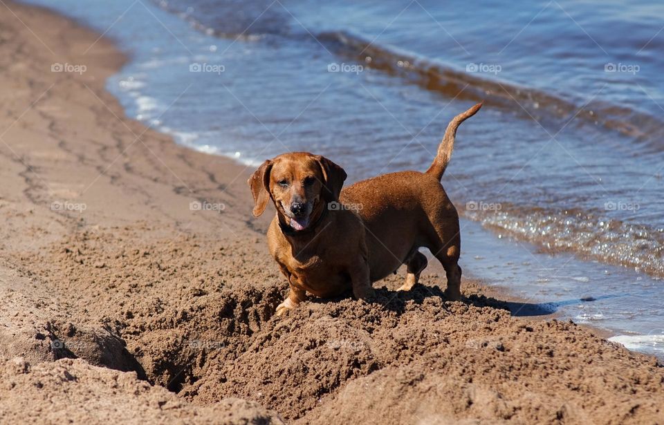 dog at the beach