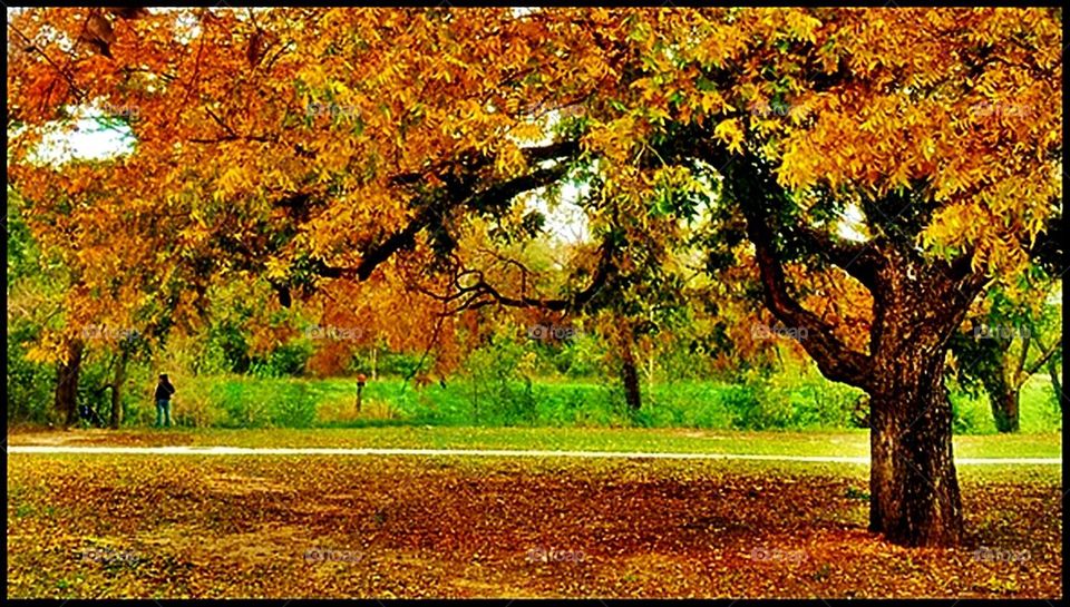 Fall trees