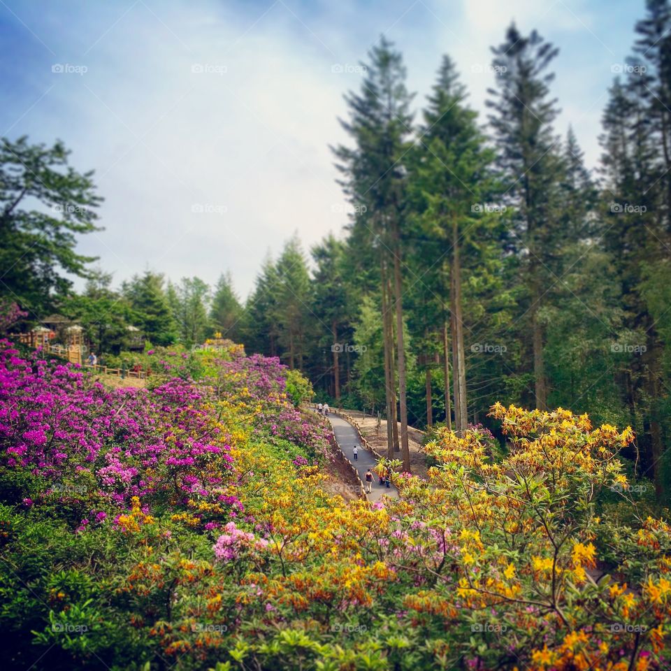 Flower plant in park