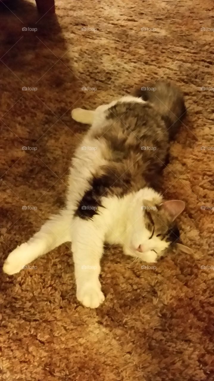 stretched out cat