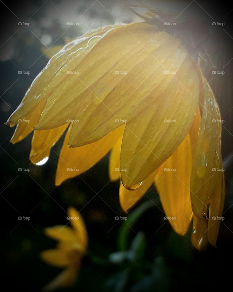 yellow sun lit tpinambur flower with rain drops
