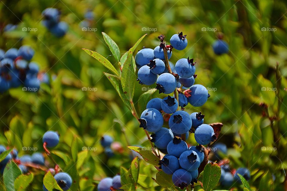 
Ripe Blueberries - FOCUS: This is where you tell your camera which sort of focusing strategy you want to apply, so that it can make the best decisions on how to track and follow focus on your subject which is sharp