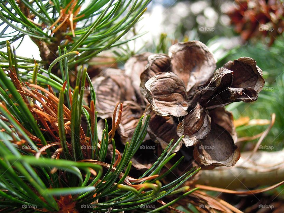 Tannenzapfen im Herbst