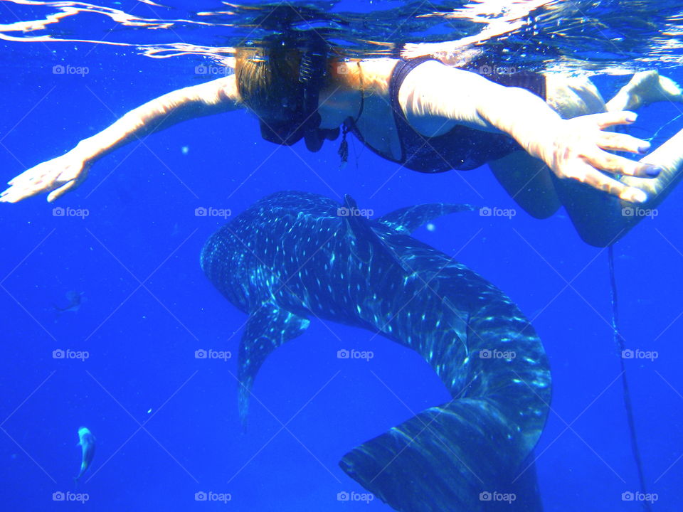 Whale shark. Philippins 