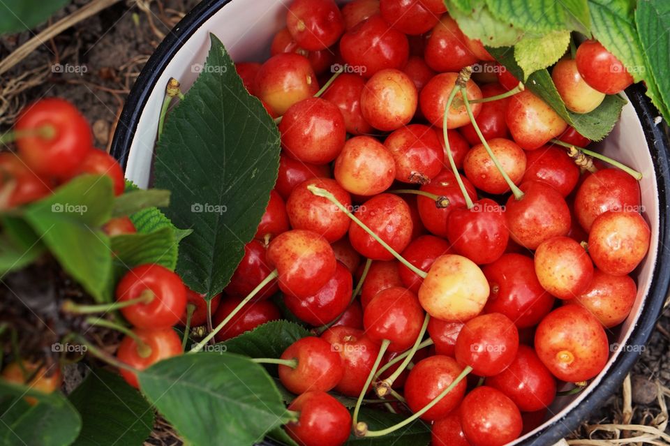 Cherries 