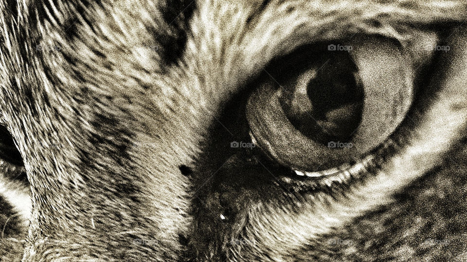 close cat window eye by olijohnson