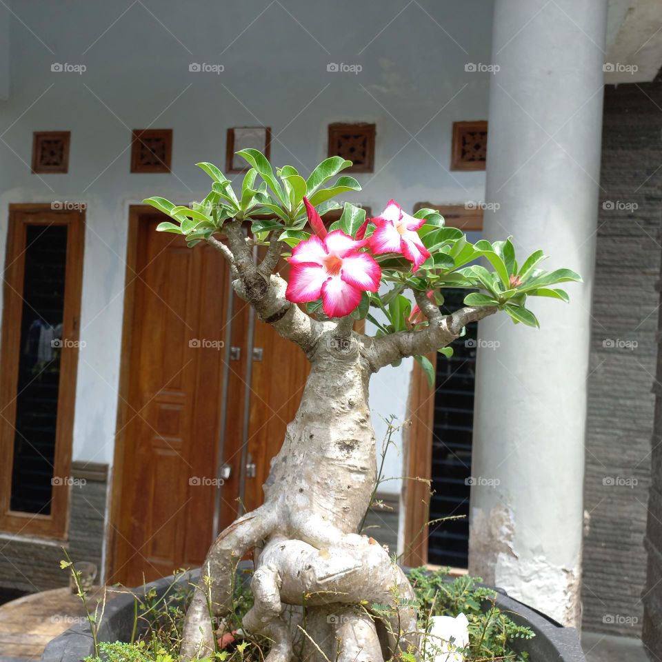 adenium is a species of ornamental plant, the stem is large, the lower part resembles a tuber.