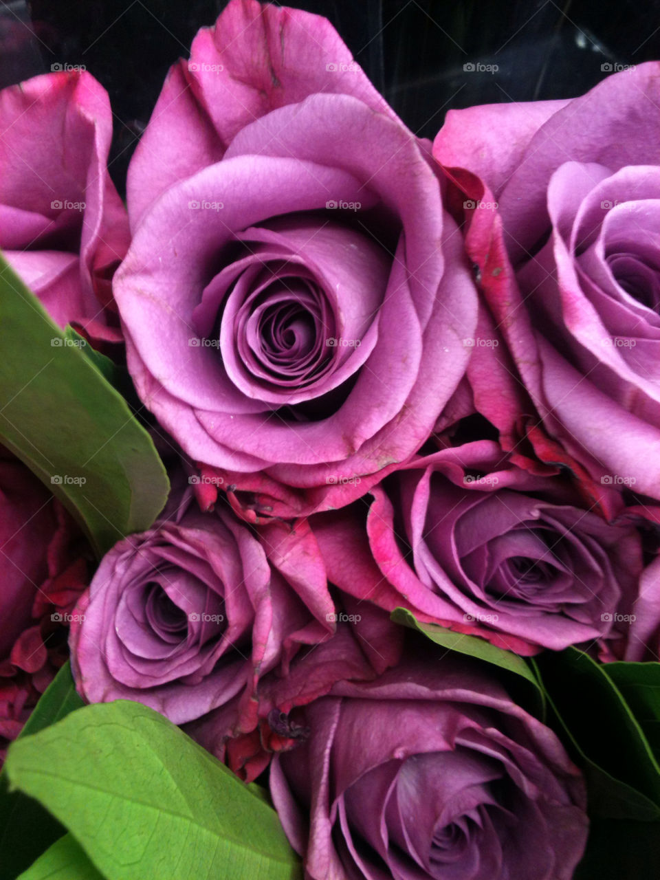 green flowers pretty purple by mksmith