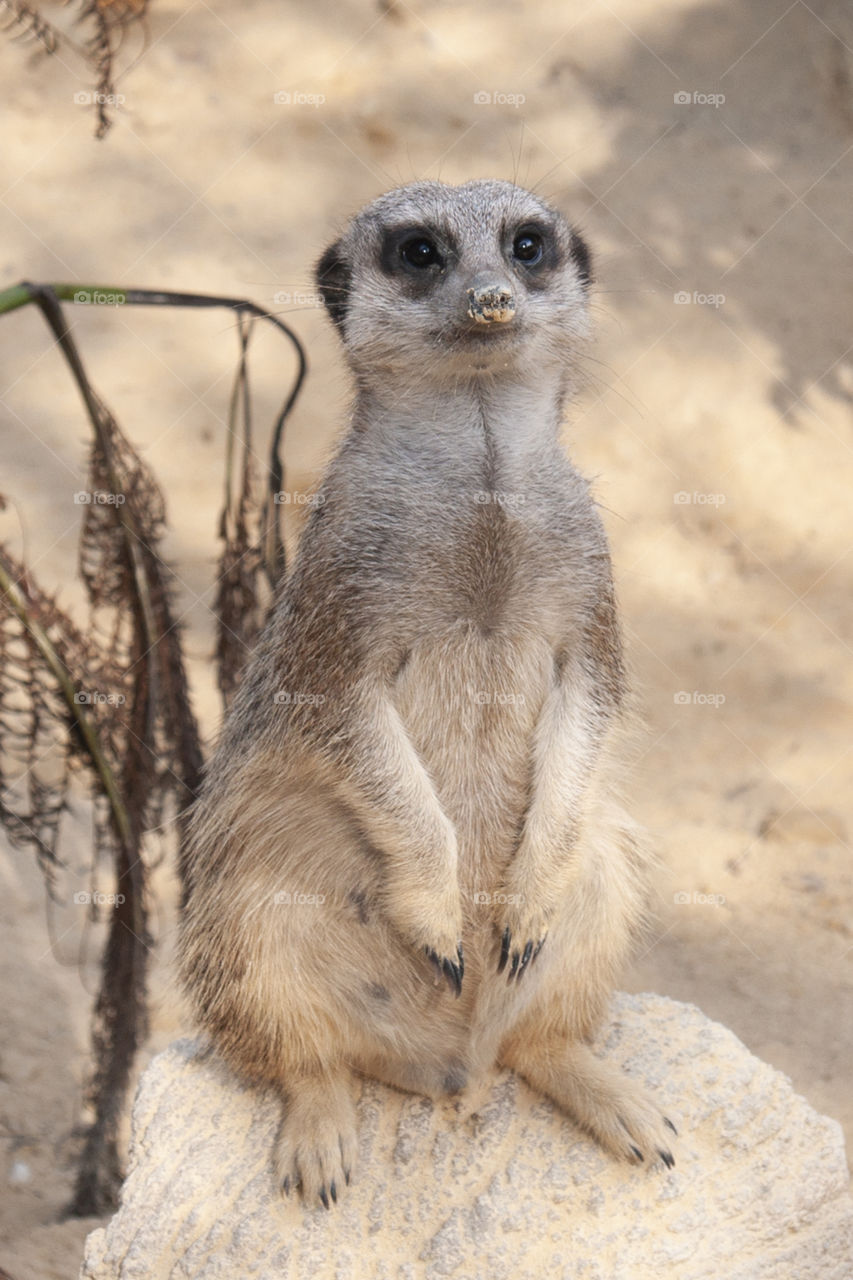 Meerkat 