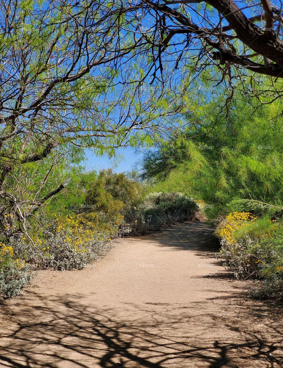 Walking on an Arizona Spring Day