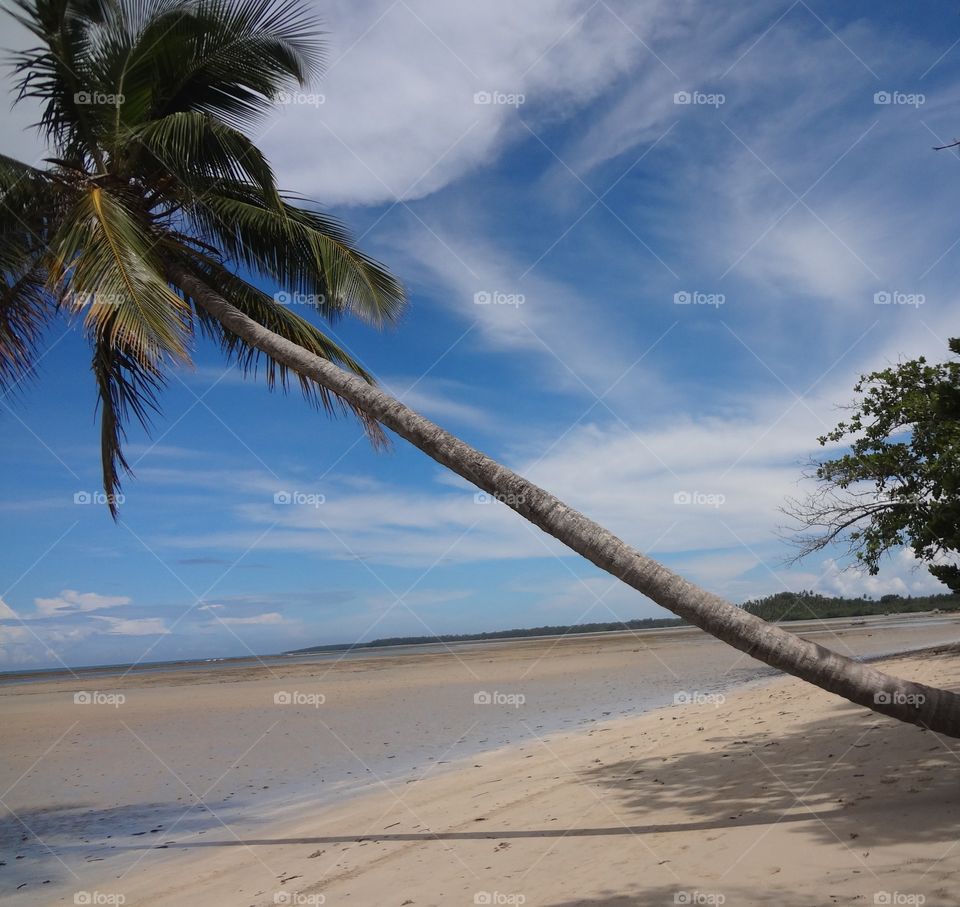 Curved palm along the beach