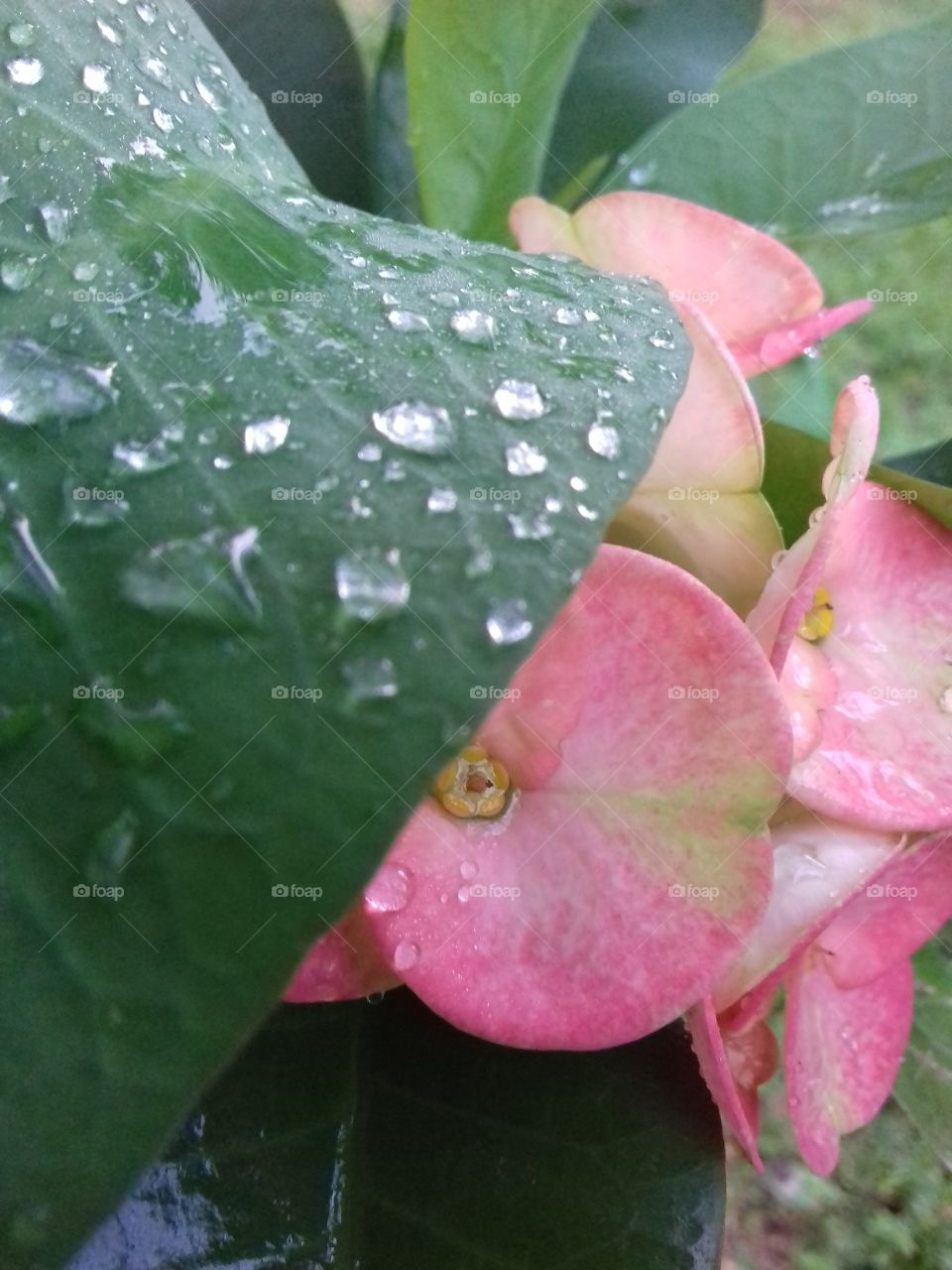 little water on a leaf and on flowers