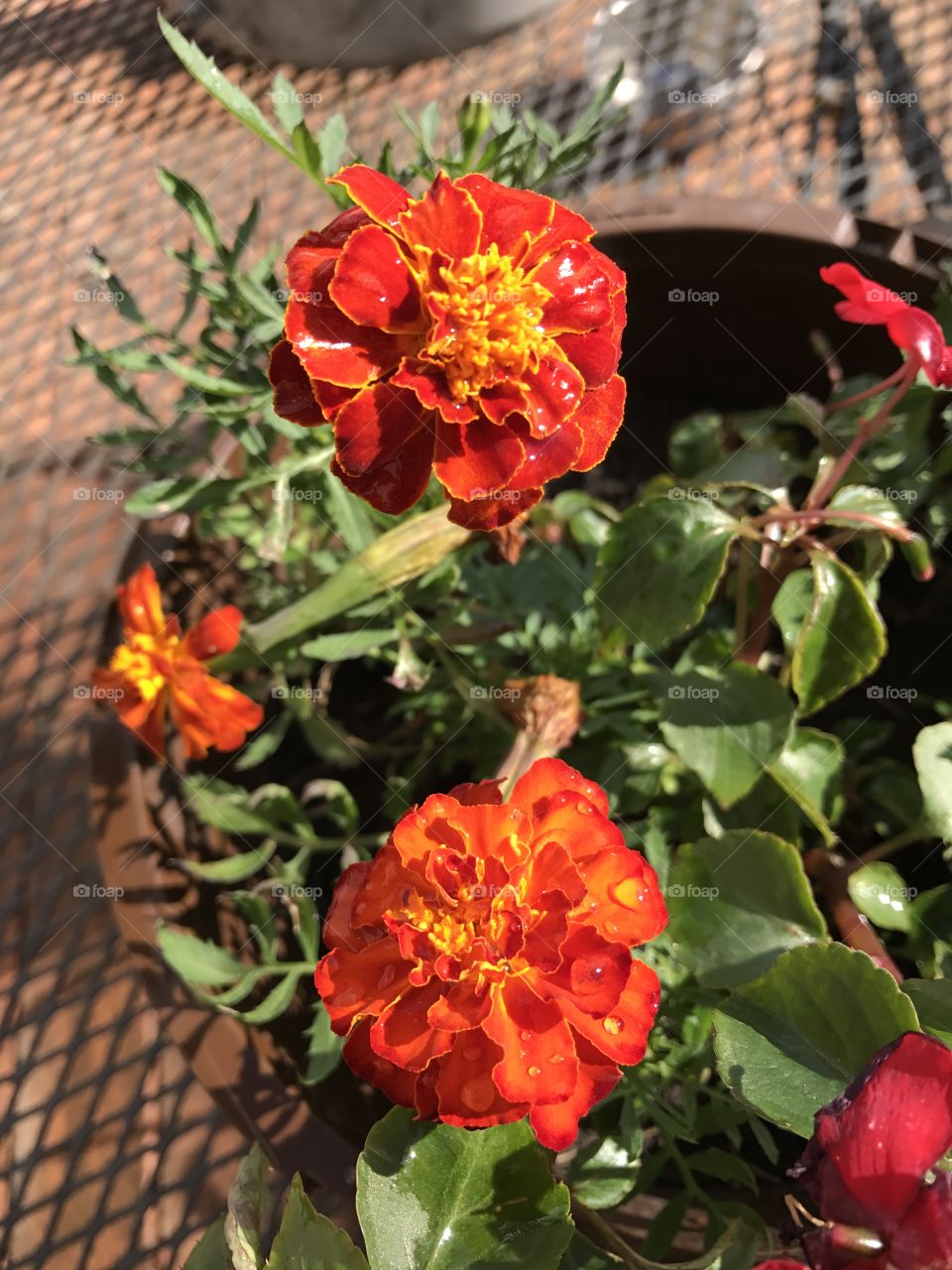 Pretty orange flowers