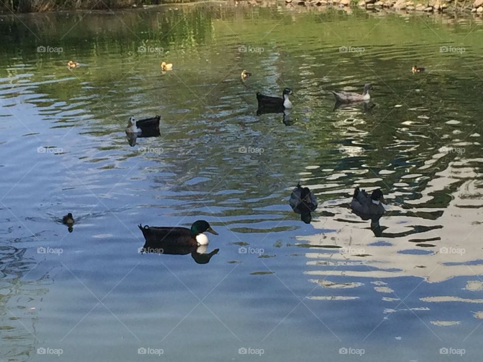 Duck pond 