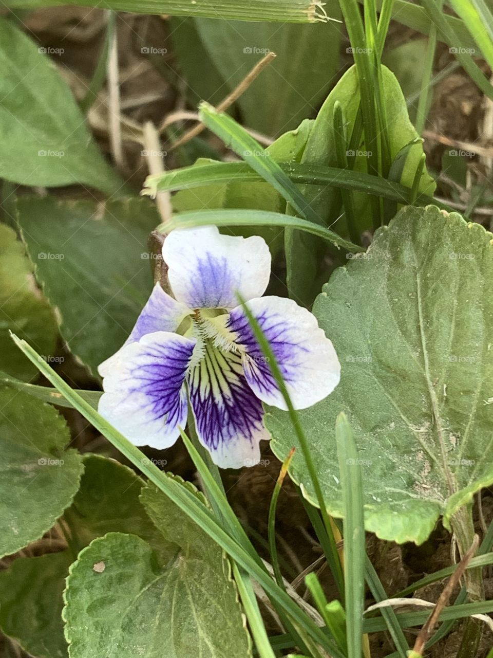 White and purple wild violet or viola and leaves