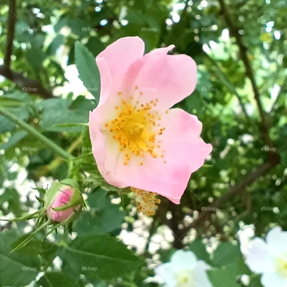Rosehip flowers