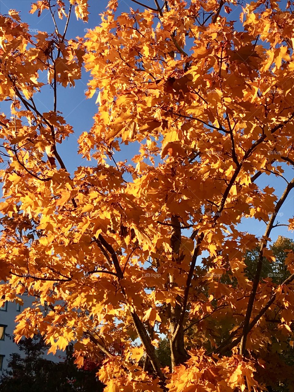 Yellow autumn leaves