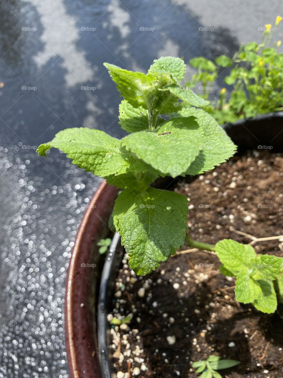 Growing mint