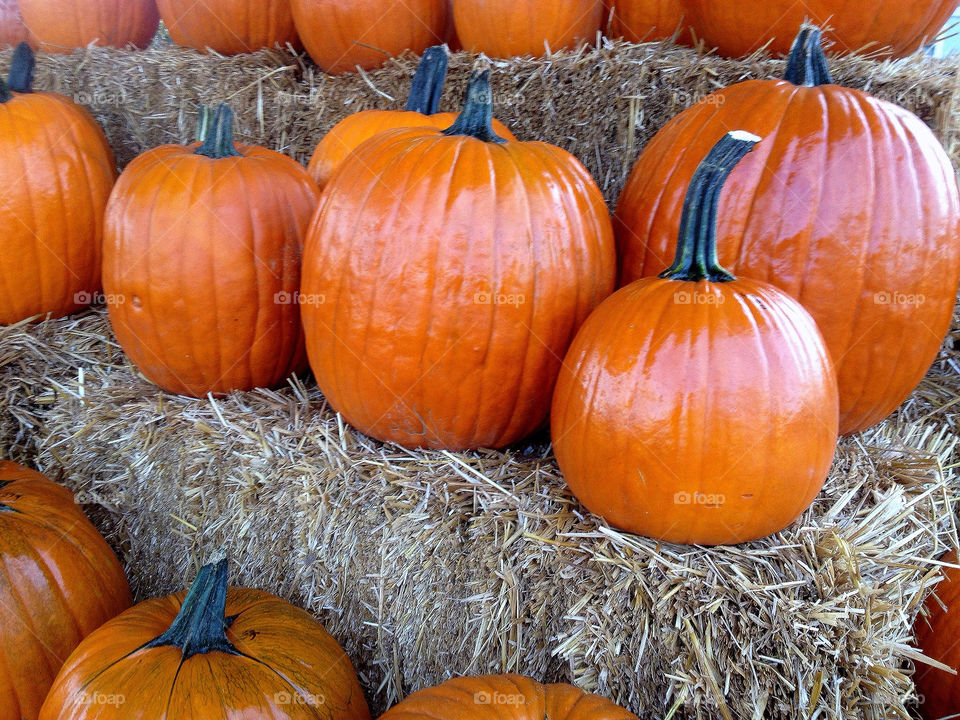 october fall autumn farm by vickikl3