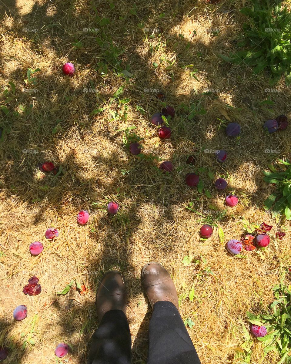Standing under plum trees 