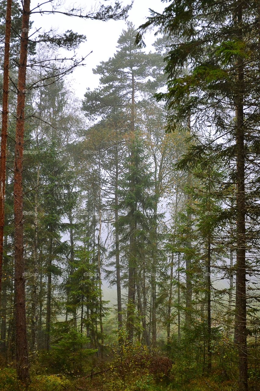 Foggy forest