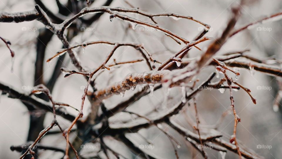 winter forest