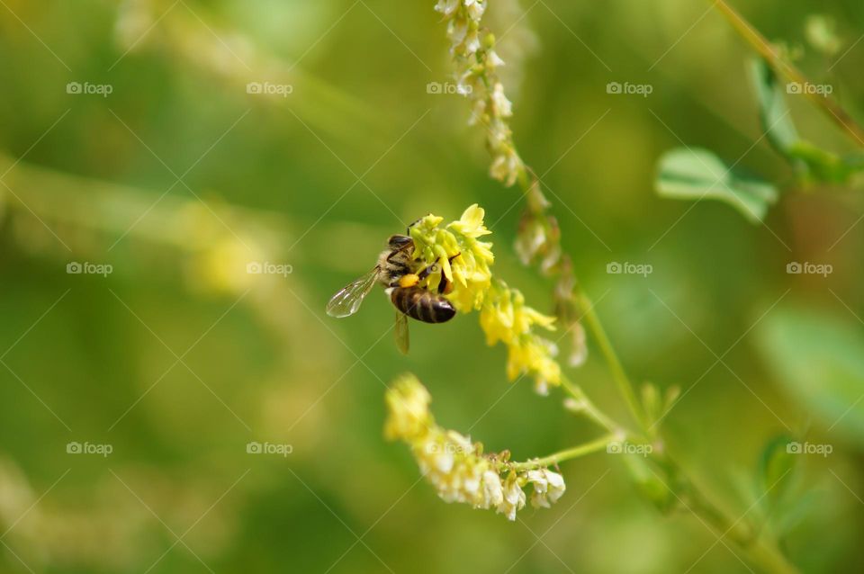 Bee on the flowers