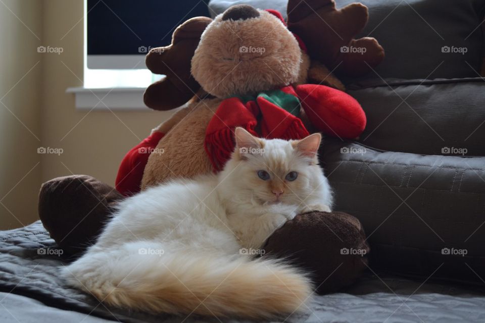 Christmas cat
