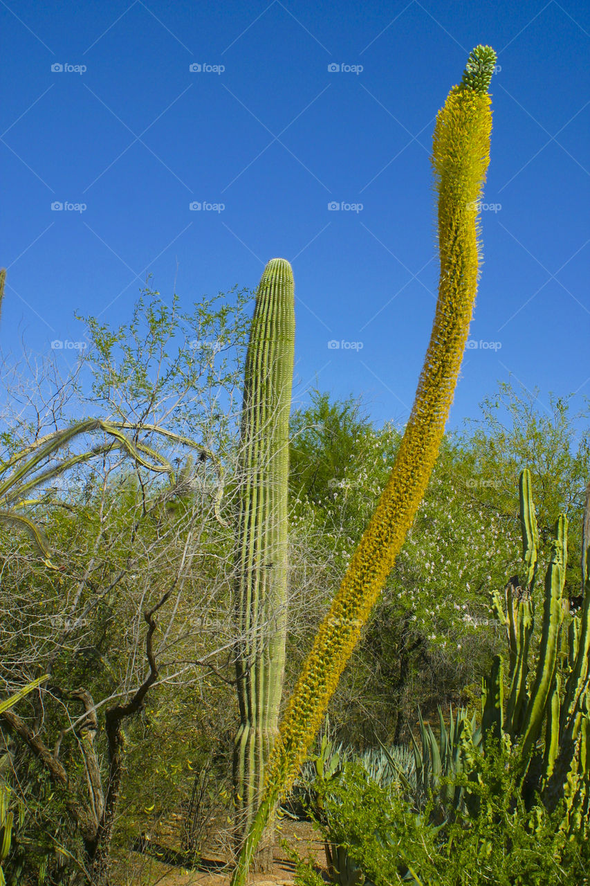 THE BOTANICAL GARDEN PHOENIX ARIZONA