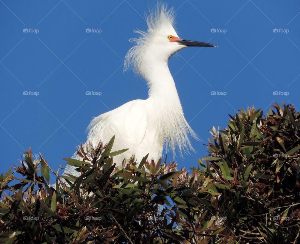 Snowy Egret