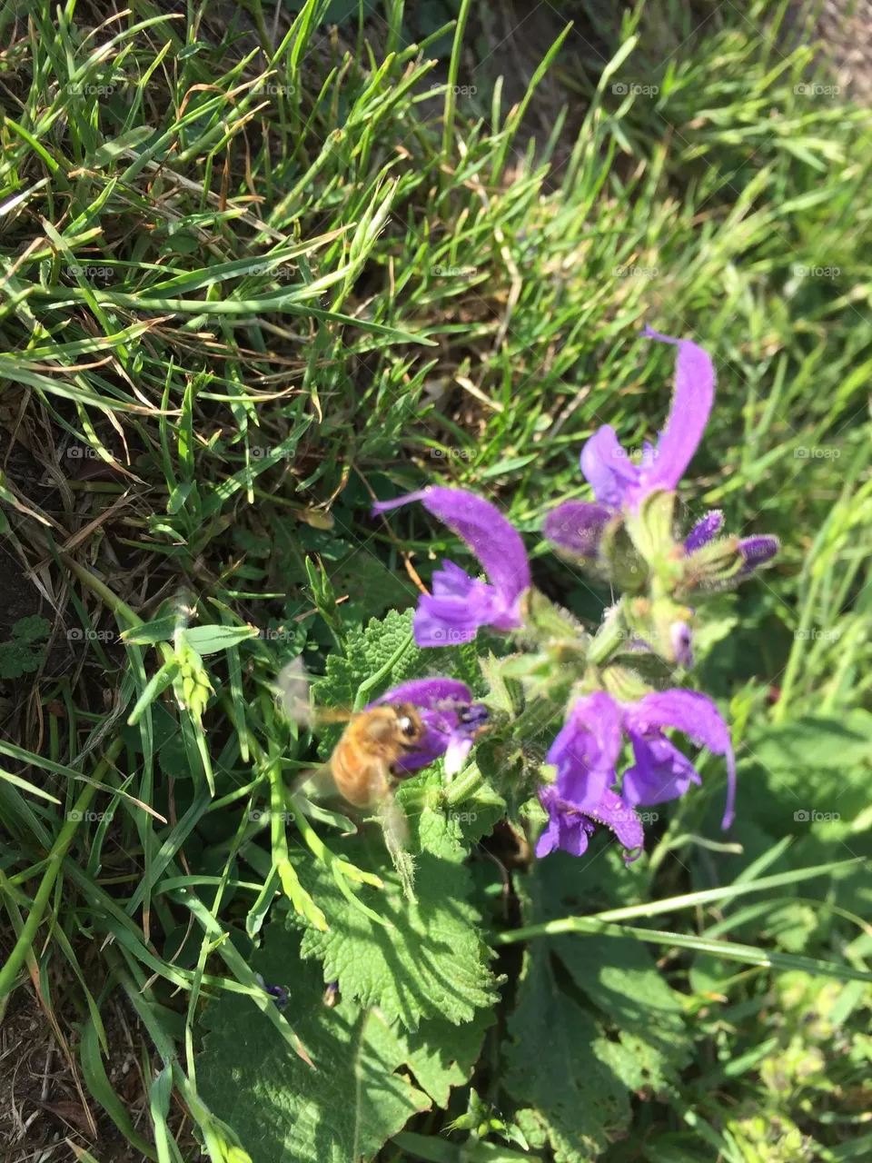 Biene Blumen 