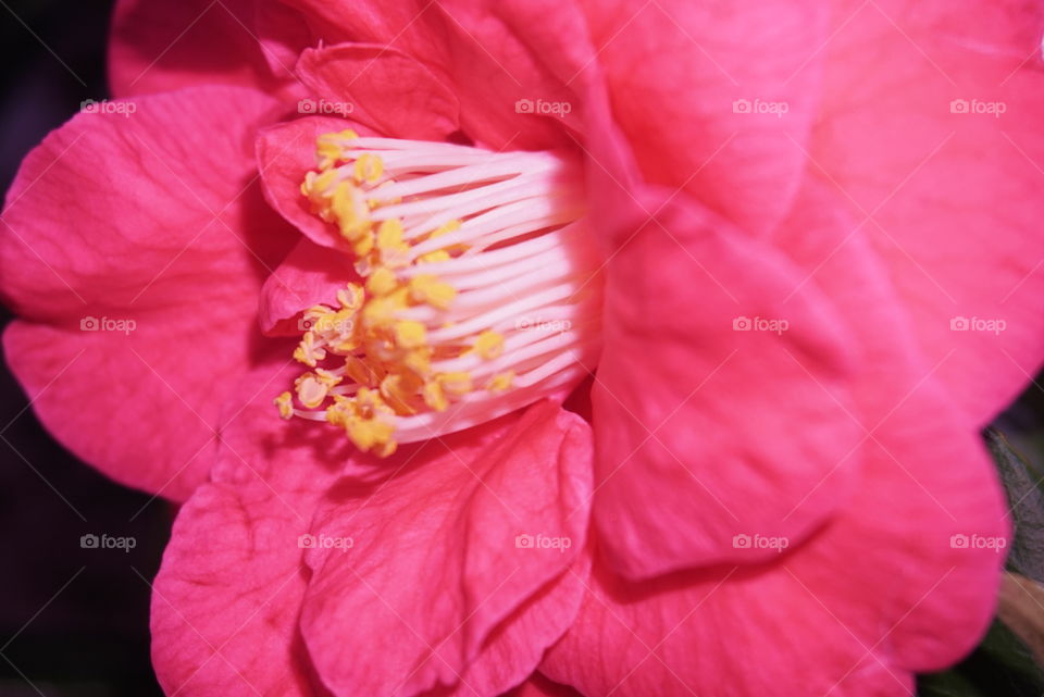 Close -up Camellia 
Springs 
California Flower