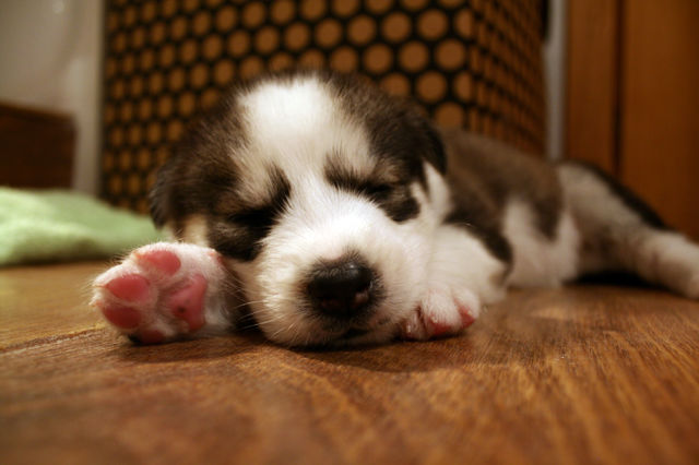 Husky puppy sleeping